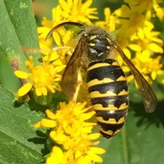 Common Aerial Yellowjacket thumbnail 3