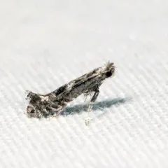 Black Birch Leafminer thumbnail 2