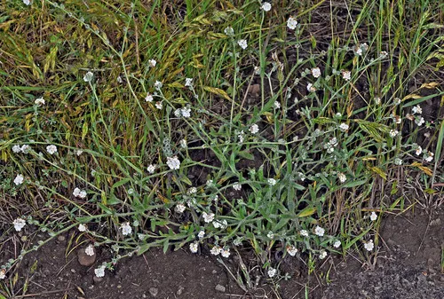 henderson's cryptantha