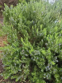 Rosemary thumbnail 3