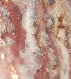 Glue Crust Fungus thumbnail 2