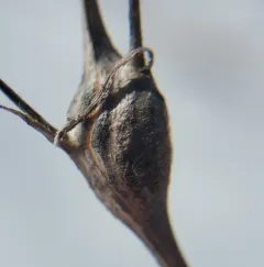 Neolasioptera eregeroni thumbnail 2