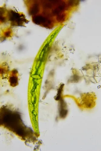 Closterium abruptum