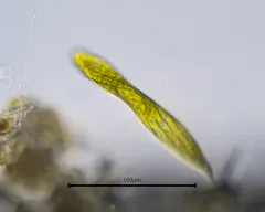 Lepocinclis fusca thumbnail 3