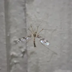 Protanyderus margarita thumbnail 4