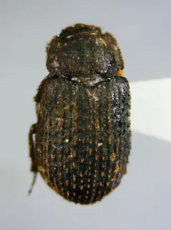 Trox scaber thumbnail 3