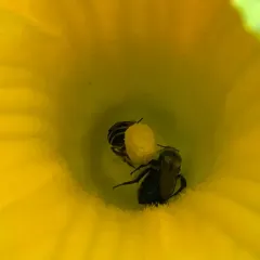Pruinose Squash Bee thumbnail 1