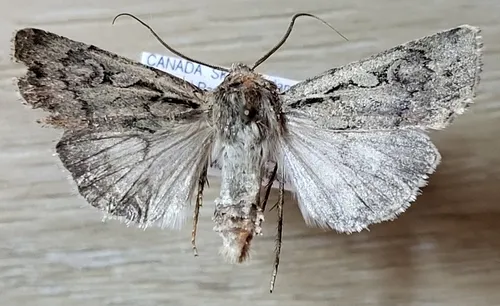 Euxoa clausa