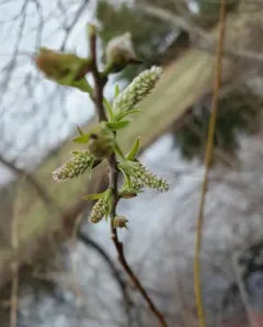 silky willow thumbnail 3