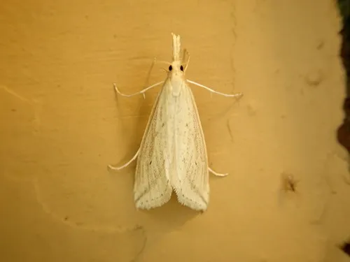 Long-beaked Donacaula Moth