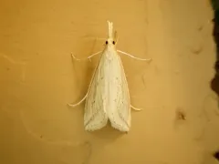 Long-beaked Donacaula Moth thumbnail 1