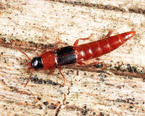 Striped Bark Rove Beetle
