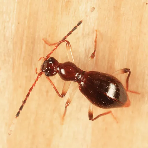 Brathinus varicornis