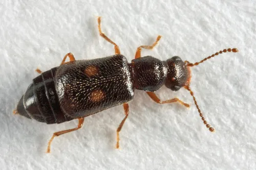 Ephelinus notatus