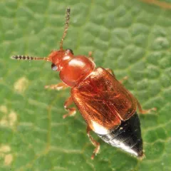 Eusphalerum orientale thumbnail 2