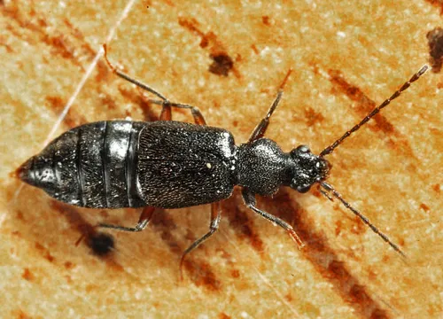 Geodromicus strictus