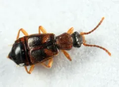 Lesteva pallipes thumbnail 3