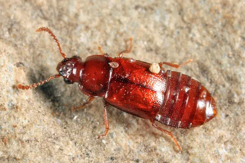 Phyllodrepa punctiventris