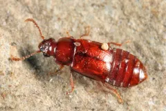 Phyllodrepa punctiventris thumbnail 1