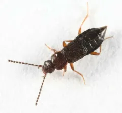 Porrhodites inflatus thumbnail 1