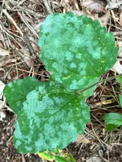Erysiphe parvula thumbnail 3