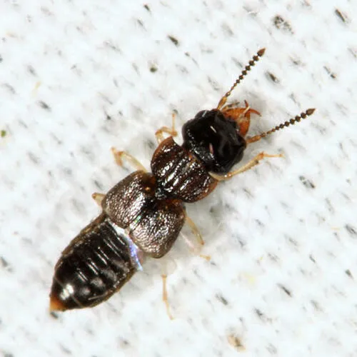 Anotylus insignitus