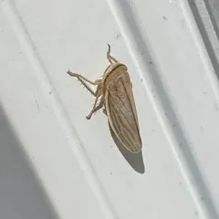 Silver Leafhopper thumbnail 4
