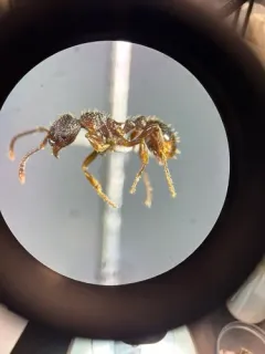 Broken-horned Ant thumbnail 2