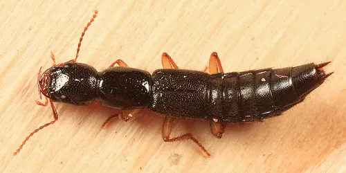 Belted Tomcat Rove Beetle