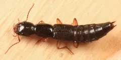 Belted Tomcat Rove Beetle thumbnail 1