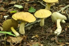 Boletus gertrudiae thumbnail 1