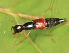 Homaeotarsus cribratus thumbnail 4