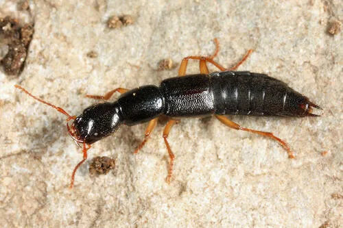 Homaeotarsus pallipes