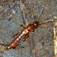 Lathrobium debile thumbnail 2