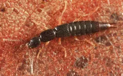 Ochthephilum fracticorne thumbnail 3