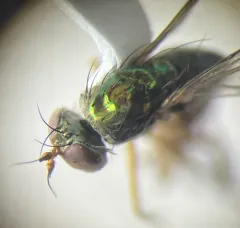 Dolichopus scapularis thumbnail 4