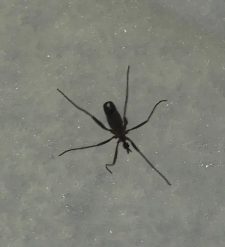 Chionea alexandriana