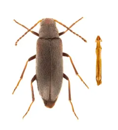 Microtonus sericans thumbnail 1