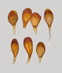 Uromyces junci-effusi thumbnail 1