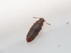 Acruliopsis tumidula thumbnail 2
