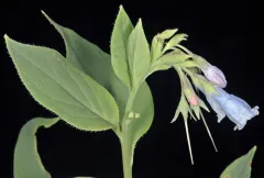 short-sepal bluebells thumbnail 2