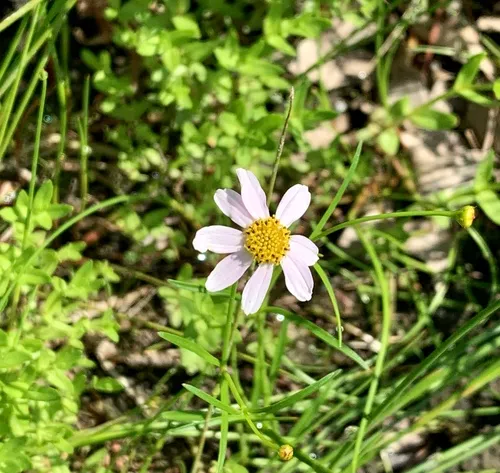 Rose Coreopsis