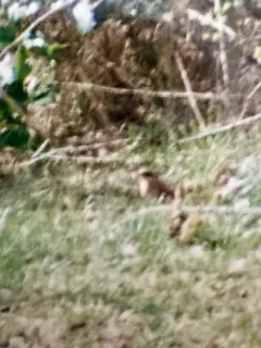 Siberian Accentor thumbnail 4
