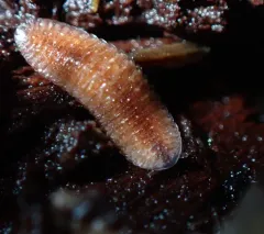 Octoglena anura thumbnail 4