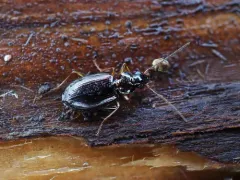 Agonum piceolum thumbnail 4