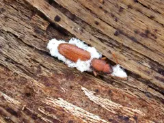 Beauveria pseudobassiana thumbnail 3