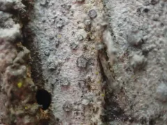 Old-wood Lichen thumbnail 3