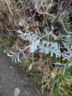 Dusty miller thumbnail 2