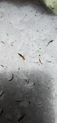 Marys Peak Ice Cricket