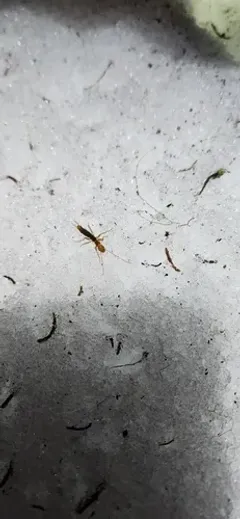 Marys Peak Ice Cricket thumbnail 1
